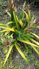 Phragmipedium longifolium