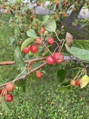 Malus baccata