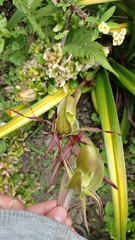 Phragmipedium longifolium