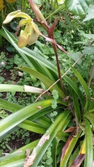 Phragmipedium longifolium