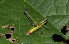 Eumastax salazari