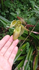 Phragmipedium longifolium