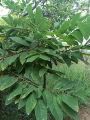 Annona squamosa