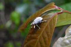 Platyomus