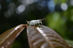 Platyomus