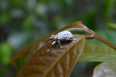 Platyomus