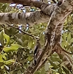 Melanerpes pygmaeus