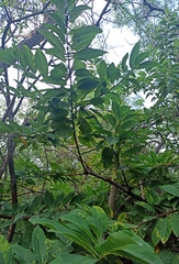 Annona squamosa