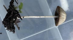 Psathyrella amarescens