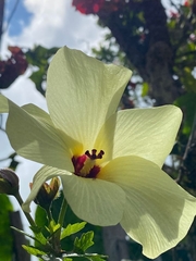 Abelmoschus moschatus