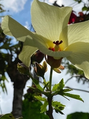 Abelmoschus moschatus