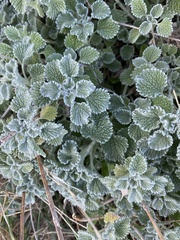Marrubieae