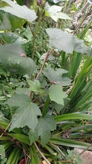 Abelmoschus moschatus