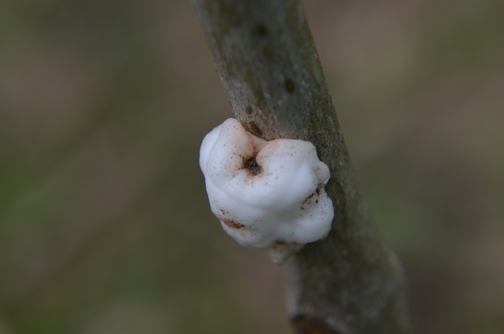 Agronomia - Entomologia