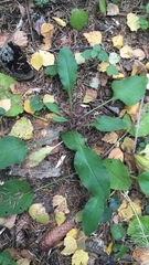 Pulmonaria × notha