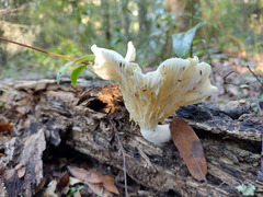 Pleurotus levis
