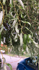Salix babylonica tortuosa