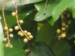 Bridelia retusa