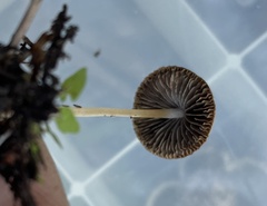Psathyrella amarescens