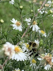Bombus impatiens