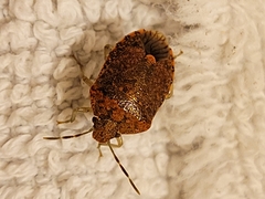 Dryadocoris apicalis