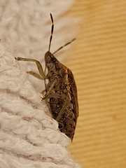 Dryadocoris apicalis