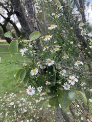 Symphyotrichum pilosum
