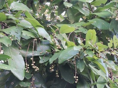 Bridelia retusa