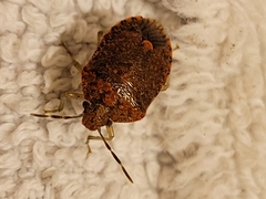 Dryadocoris apicalis