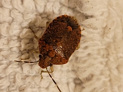 Dryadocoris apicalis