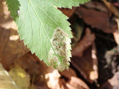 Phytomyza podagrariae
