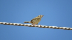 Cisticola juncidis