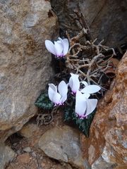 Cyclamen graecum mindleri