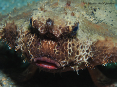Ogcocephalus cubifrons