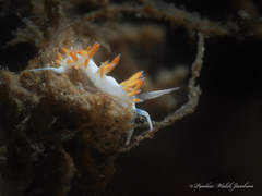 Flabellina dushia