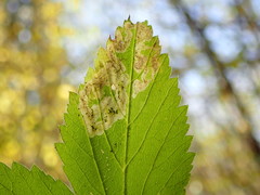 Phytomyza podagrariae