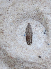 Battaristis concinnusella