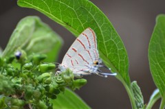 Hemiolaus caeculus