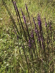 Liatris tenuifolia