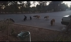Canis familiaris