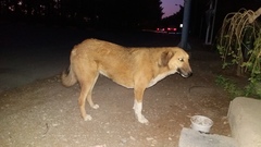 Canis familiaris