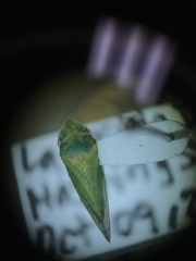 Xerophloea peltata