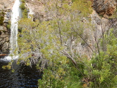 Metrosideros angustifolia