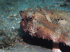 Ogcocephalus cubifrons