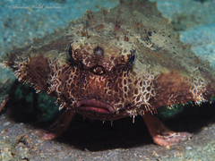 Ogcocephalus cubifrons