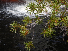 Metrosideros angustifolia