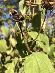 Uroleucon rudbeckiae