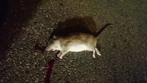 Štakori (Rattus)