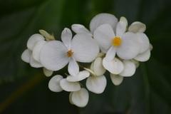 Begonia obliqua