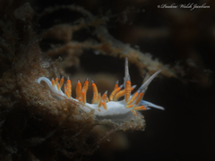 Flabellina dushia